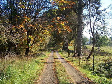 Drumreagh Cabins - Great Ocean Road Tourism 6