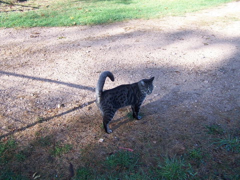 Drumreagh Cabins - Great Ocean Road Tourism 3