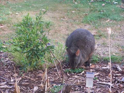 Drumreagh Cabins - Great Ocean Road Tourism 25