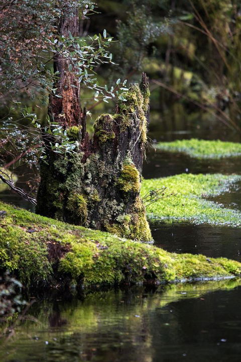 Arthur Riverfront And Sea Lodge Downstream - Great Ocean Road Tourism 30
