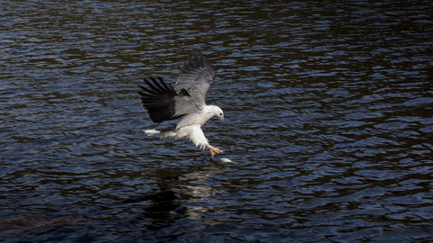 Arthur Riverfront And Sea Lodge Downstream - Great Ocean Road Tourism 38
