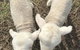 Taras Richmond Farmstay - thumb 27