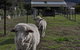 Taras Richmond Farmstay - thumb 14