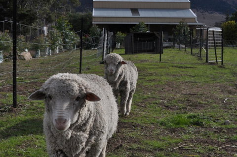 Taras Richmond Farmstay - Great Ocean Road Tourism 14