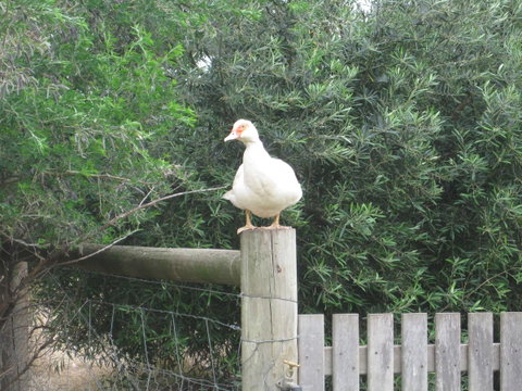 Taras Richmond Farmstay - Great Ocean Road Tourism 16