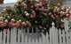 White Dove Cottage Bed And Breakfast - thumb 10