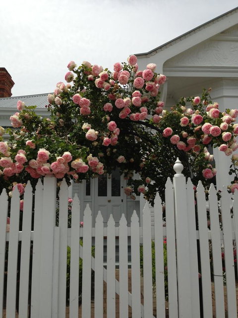 White Dove Cottage Bed And Breakfast - Great Ocean Road Tourism 10