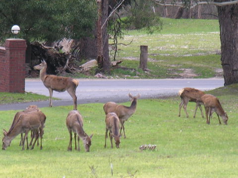 The Grampians Motel - Great Ocean Road Tourism 23
