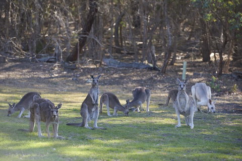 Yering Gorge Cottages - Great Ocean Road Tourism 14