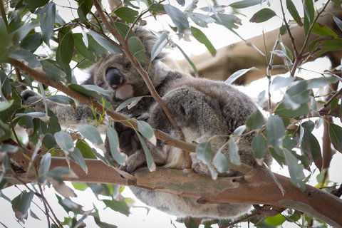 The Dolphin Apartments - Great Ocean Road Tourism 6