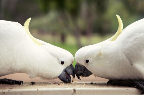 Halls Gap Lakeside Tourist Park - Great Ocean Road Tourism 9