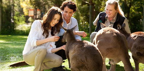 Balgownie Estate Yarra Valley - Great Ocean Road Tourism 10