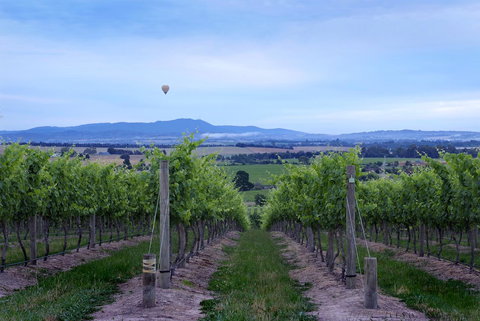 Balgownie Estate Yarra Valley - Great Ocean Road Tourism 37