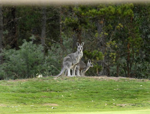 RACV Goldfields Resort - Great Ocean Road Tourism 20