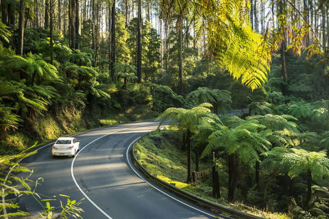Lithgow Falls Marysville - Great Ocean Road Tourism 15