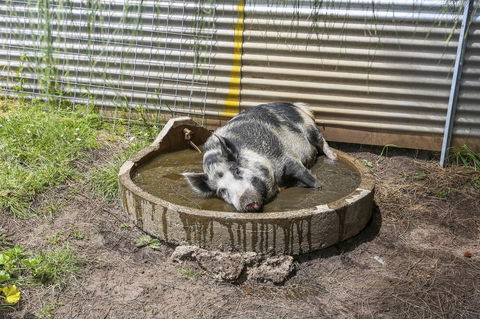 Anchors Port Campbell - Great Ocean Road Tourism 28