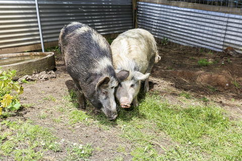 Anchors Port Campbell - Great Ocean Road Tourism 29
