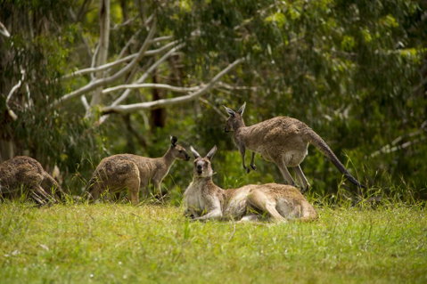 The Stirling Golf Club - Great Ocean Road Tourism 1