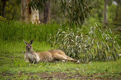 The Stirling Golf Club - Great Ocean Road Tourism 0