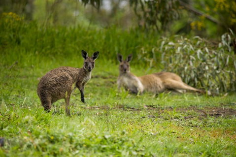 The Stirling Golf Club - Great Ocean Road Tourism 2