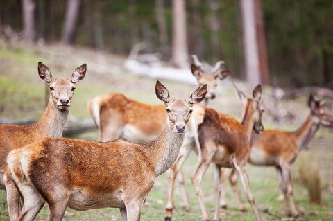 Villa Cervi Property - Great Ocean Road Tourism 0