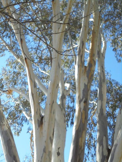 Wagga Wagga Tourist Park - Great Ocean Road Tourism 3