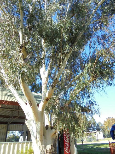Wagga Wagga Tourist Park - Great Ocean Road Tourism 2