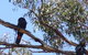 Wanderers Rest Of Kangaroo Island - thumb 2