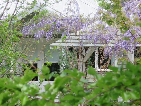 Amelina Cottages - Great Ocean Road Tourism 5