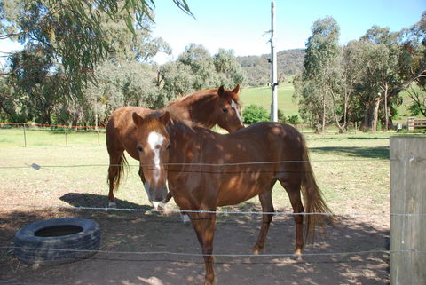 Bluegum Ridge Cottages - Great Ocean Road Tourism 34