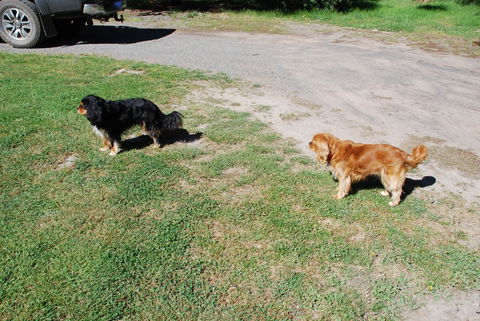 Bluegum Ridge Cottages - Great Ocean Road Tourism 6