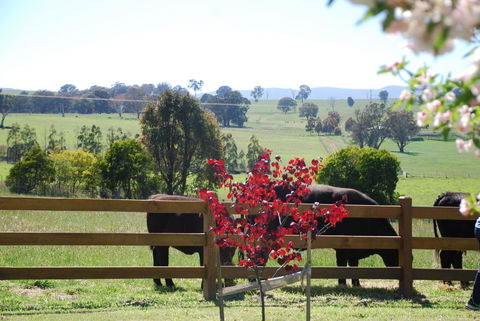 Bluegum Ridge Cottages - Great Ocean Road Tourism 33