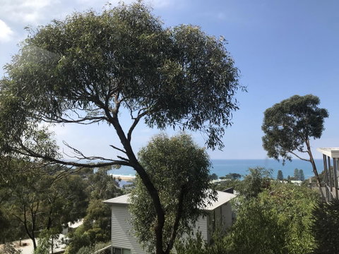 Lorne Sea View Terrace House - Great Ocean Road Tourism 26