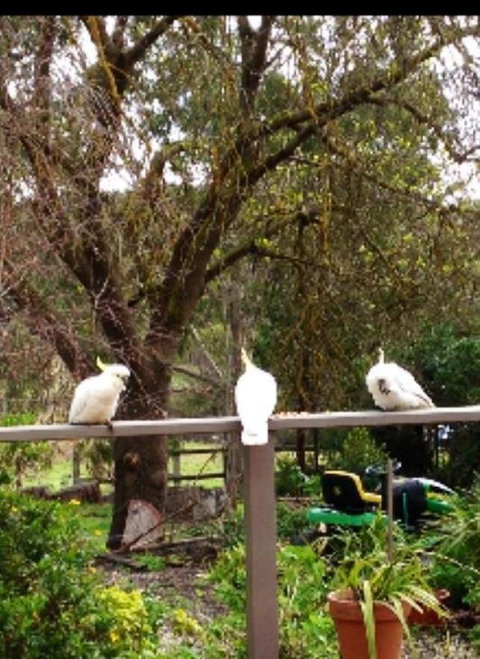 Australian Home Away @ Wonga Park Brushy Creek - Great Ocean Road Tourism 20