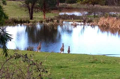 Australian Home Away @ Wonga Park Brushy Creek - Great Ocean Road Tourism 17