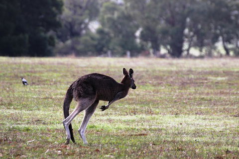 Grampians Pomonal Cottages - Great Ocean Road Tourism 26