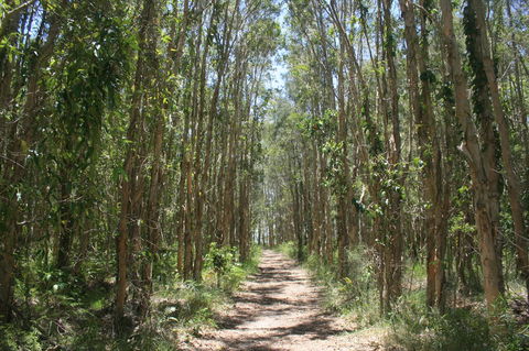 Lake Weyba Noosa Lodge & Kangaroos - Great Ocean Road Tourism 39