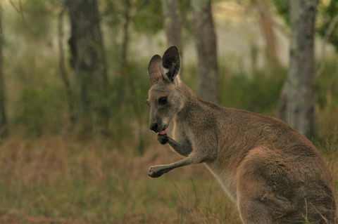 Lake Weyba Noosa Lodge & Kangaroos - Great Ocean Road Tourism 43