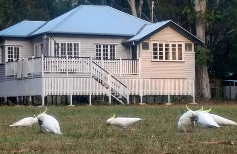 Lake Weyba Noosa Lodge & Kangaroos - Great Ocean Road Tourism 20