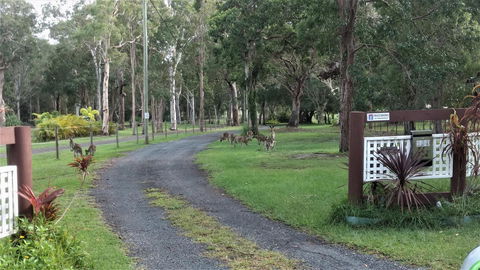 Lake Weyba Noosa Lodge & Kangaroos - Great Ocean Road Tourism 42