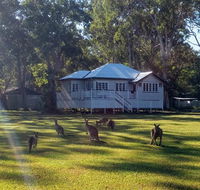 Lake Weyba Noosa Lodge  Kangaroos - Great Ocean Road Tourism
