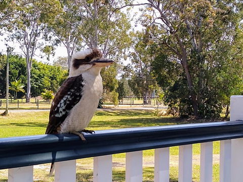 Lake Weyba Noosa Lodge & Kangaroos - Great Ocean Road Tourism 18