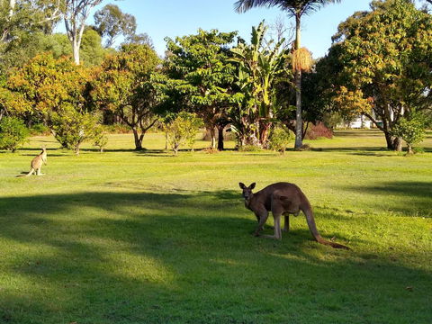 Lake Weyba Noosa Lodge & Kangaroos - Great Ocean Road Tourism 8