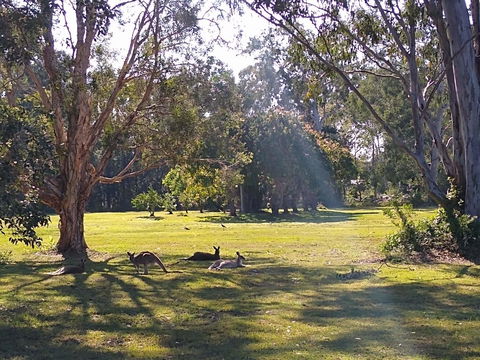 Lake Weyba Noosa Lodge & Kangaroos - Great Ocean Road Tourism 4