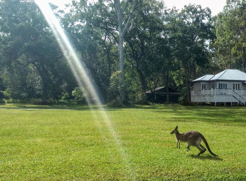 Lake Weyba Noosa Lodge & Kangaroos - Great Ocean Road Tourism 26