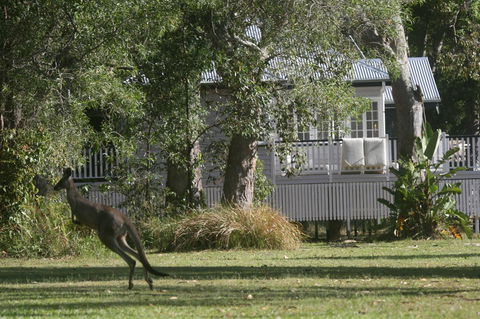 Lake Weyba Noosa Lodge & Kangaroos - Great Ocean Road Tourism 31