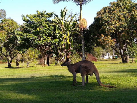 Lake Weyba Noosa Lodge & Kangaroos - Great Ocean Road Tourism 35