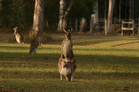 Lake Weyba Noosa Lodge & Kangaroos - Great Ocean Road Tourism 16