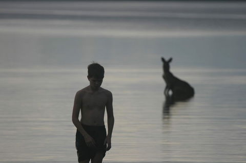 Lake Weyba Noosa Lodge & Kangaroos - Great Ocean Road Tourism 37