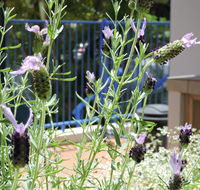 Surfers Beach Resort One - Great Ocean Road Tourism